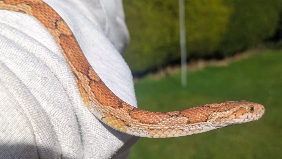 snake missing for a year dropped by crow into garden