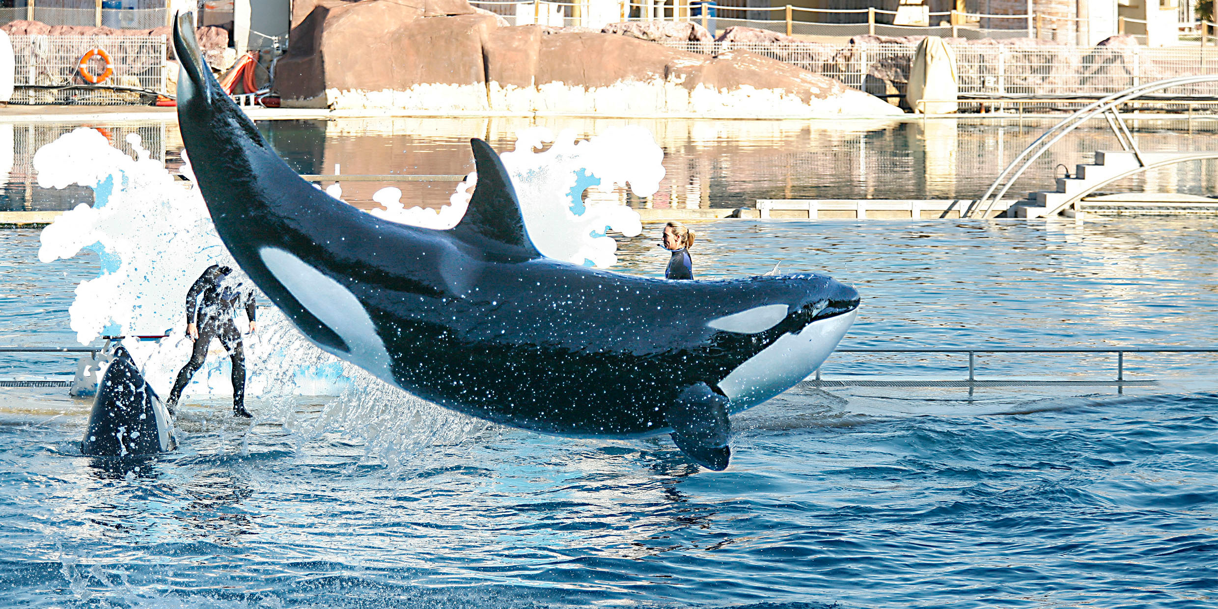 antibes : une orque meurt au parc marineland, le deuxième décès en cinq mois