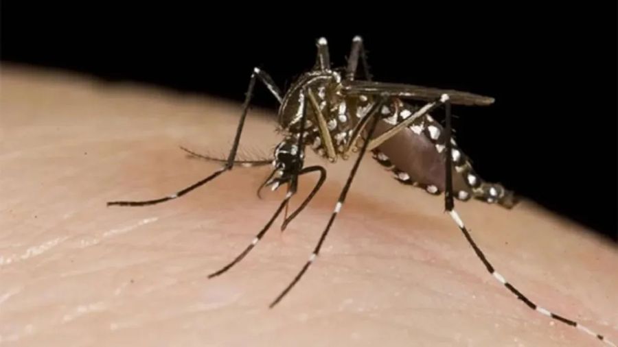 los casos de dengue ya son más de 315 mil en el año y se registraron 238 muertes