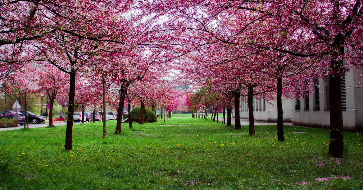 9 gyönyörű magyar költemény a tavaszról