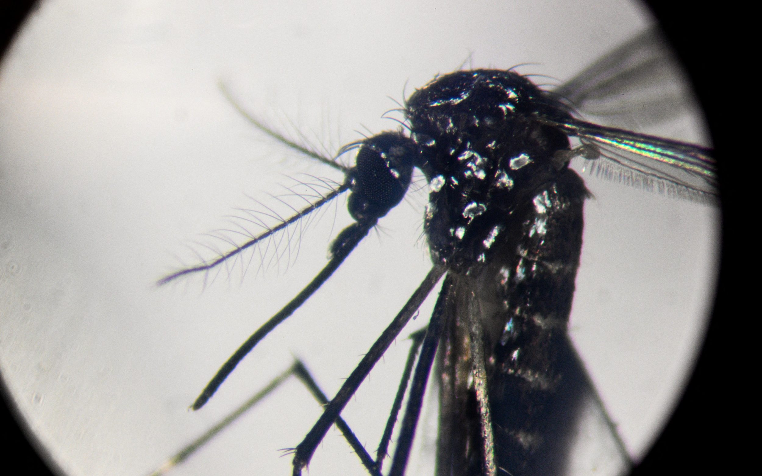 americas dengue outbreak is the ‘worst to date’
