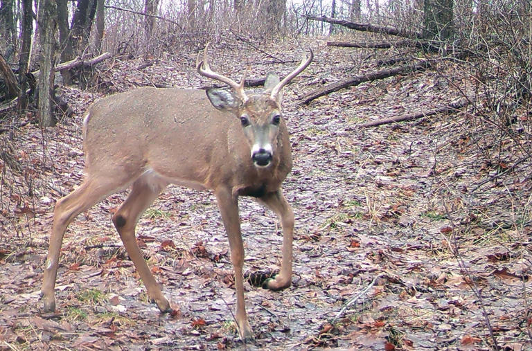 Change made to antlerless deer license system to 'guarantee