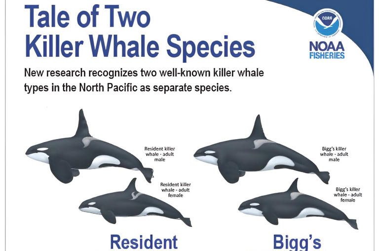 Differences between two killer whale types in the North Pacific Ocean that new research recognizes as the first separate species of killer whales. Killer whales had long been known as one worldwide species. Credit: NOAA Fisheries/Uko Gorter