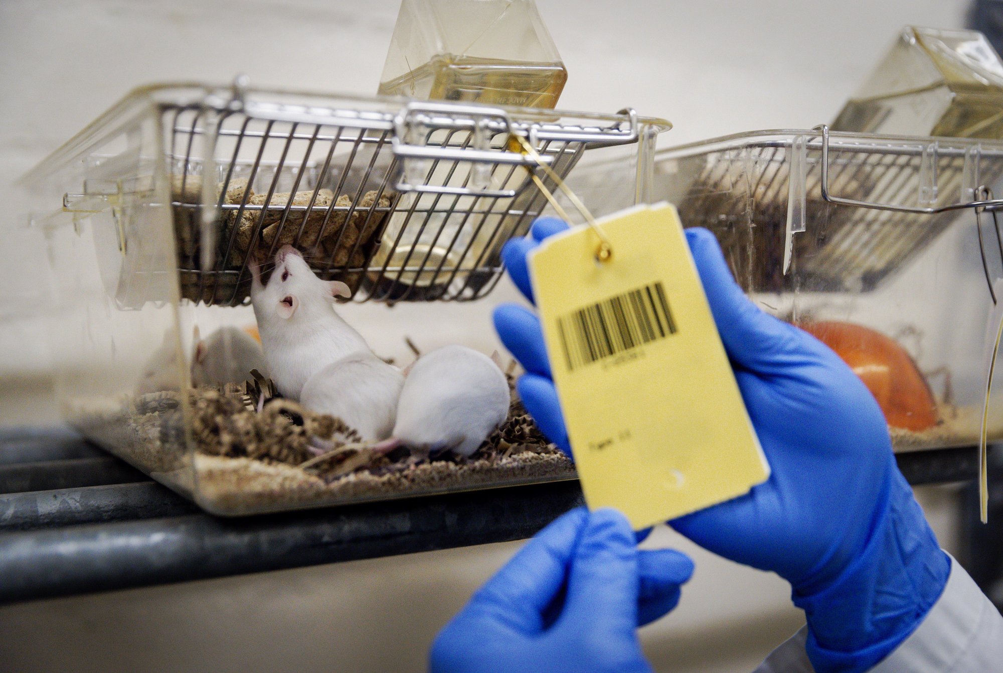 wetenschappers draaien veroudering in immuunsysteem van muizen terug