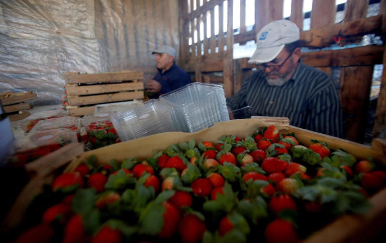 Gaza's Strawberry Harvest, Once a Symbol of Abundance, Is Another ...