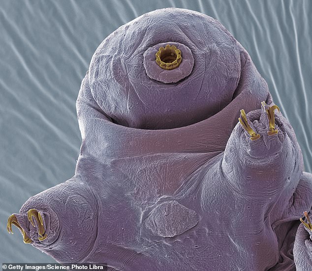anti-aging elixir could be hiding in 'indestructible' tardigrades, say scientists who found microscopic creature's proteins slow cell damage