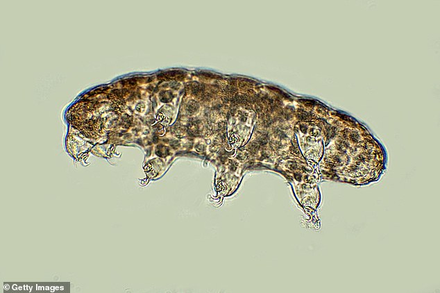 anti-aging elixir could be hiding in 'indestructible' tardigrades, say scientists who found microscopic creature's proteins slow cell damage