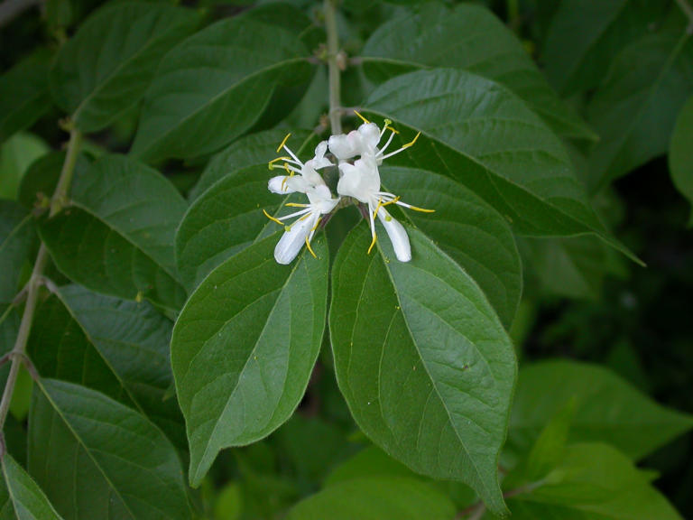 Asian Bush Honeysuckle Is One Of Indianas Most Common Invasive Plants 