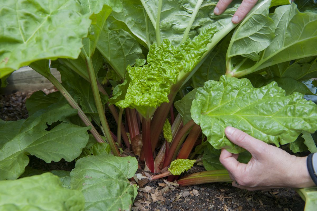 beware: your rhubarb can potentially make you sick