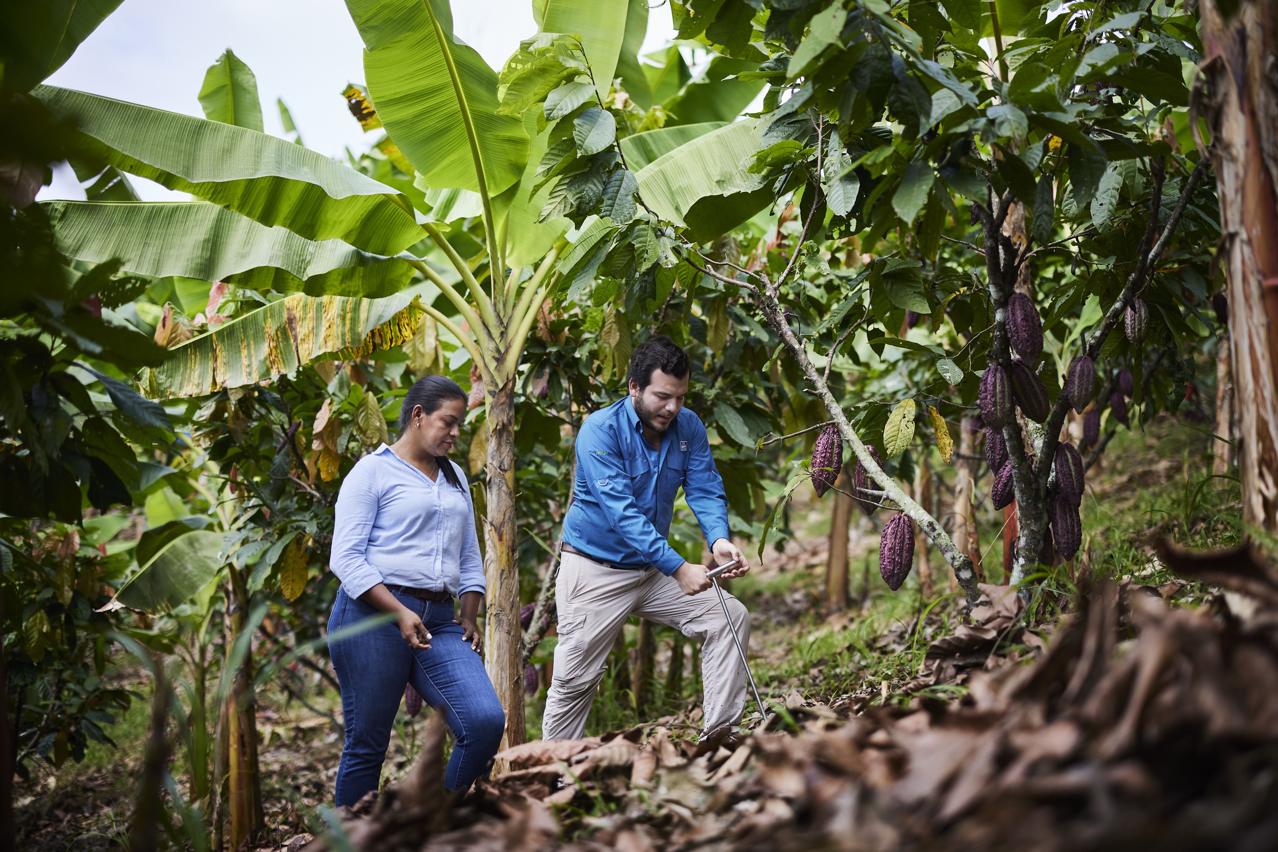 cacaoteros ecuatorianos aumentan su productividad en un 30% aplicando principios de agricultura regenerativa