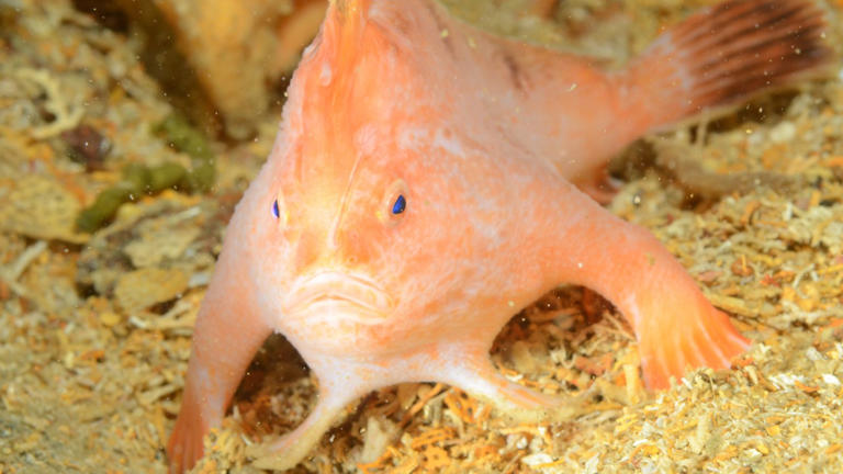 Watch rare endangered pink handfish walking in 19th-century shipwreck ...