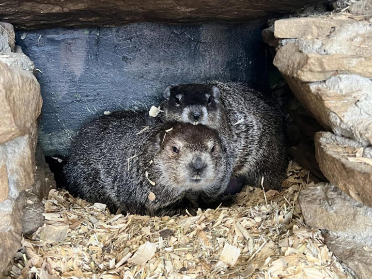 Surprise! Punxsutawney Phil is a new dad after wife Phyliss has 2 baby