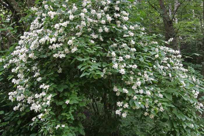 15 Fast Growing Shrubs to Beautify Your Yard and Add Privacy
