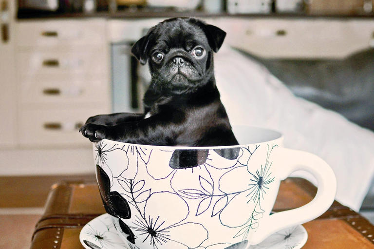 15 Teacup Dog Breeds That Are Tiny and Adorable