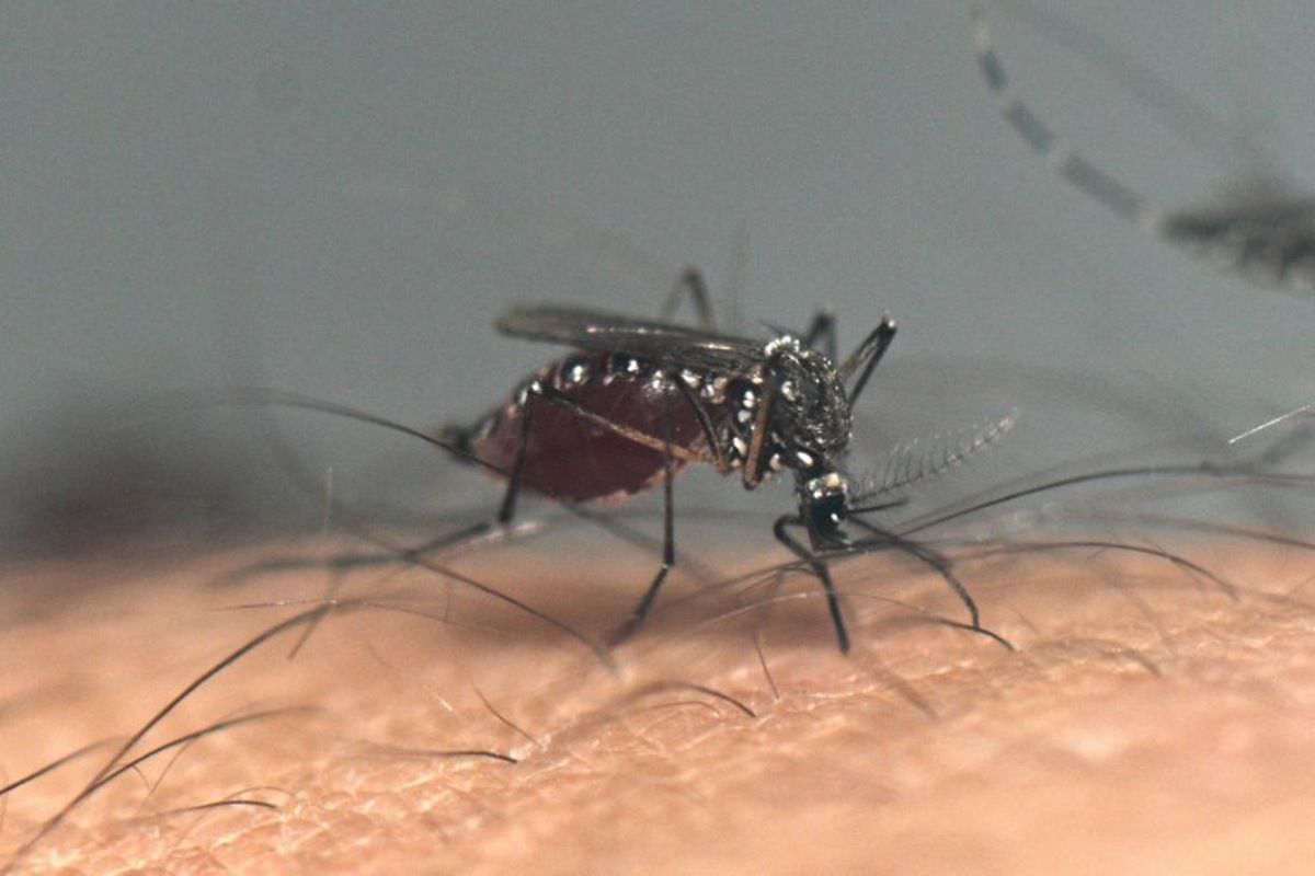 l'amérique latine subit une flambée de cas de dengue