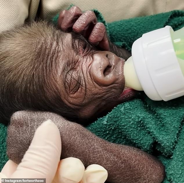 adorable baby gorilla jameela arrives at cleveland zoo to meet new family of apes including 'foster mom' fredrika