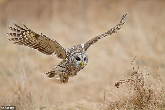 US government plans to unleash 'hunters' to KILL half a million owls in ...