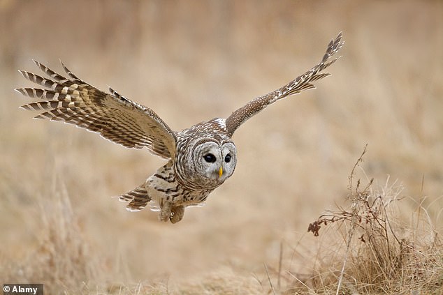us government plans to unleash 'hunters' to kill half a million owls in three us states to save its endangered cousin