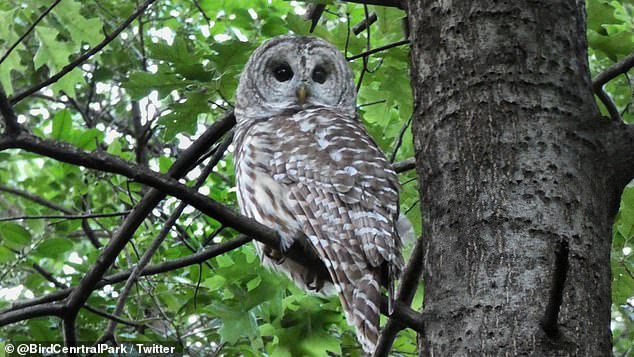 us government plans to unleash 'hunters' to kill half a million owls in three us states to save its endangered cousin