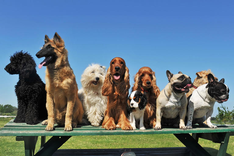 how-many-breeds-of-dogs-are-there-in-the-world