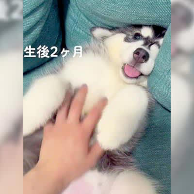 赤ちゃんハスキー犬が成長した結果…『好きな撫でられ方』の変化が面白い