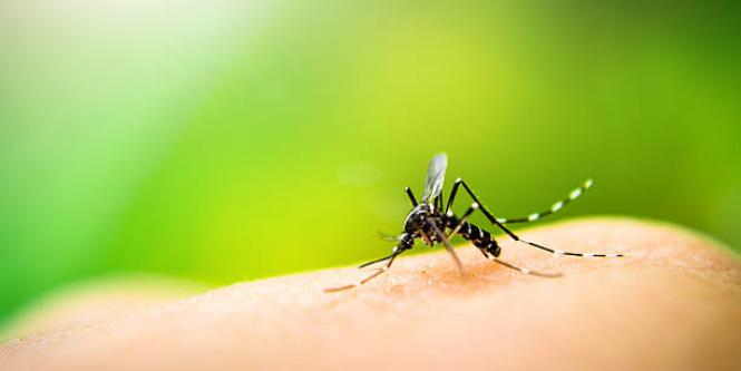 la ops hace llamado para prevenir el incremento de casos de dengue