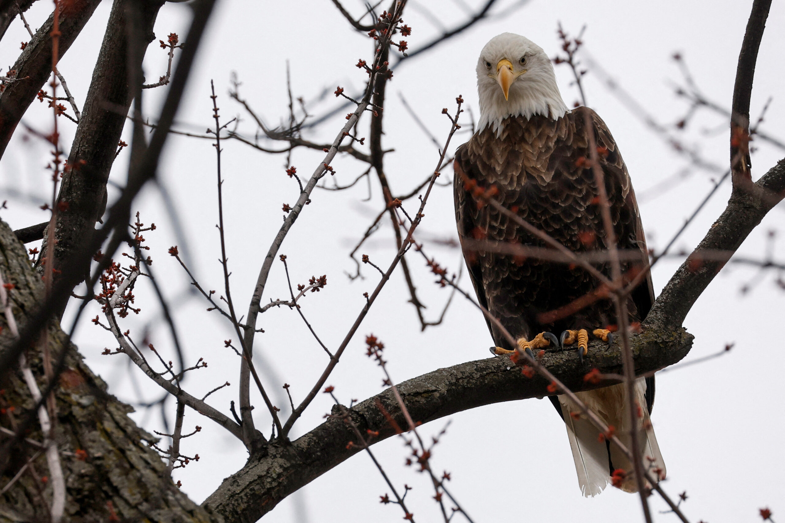 Biden Restores Endangered Species Protections Rolled Back By Trump