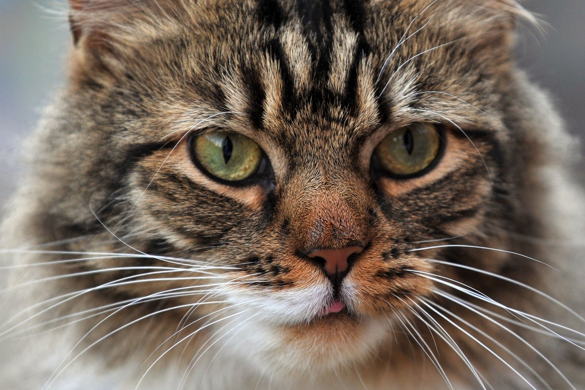 cat owners urged to take action or face £500 fine within weeks