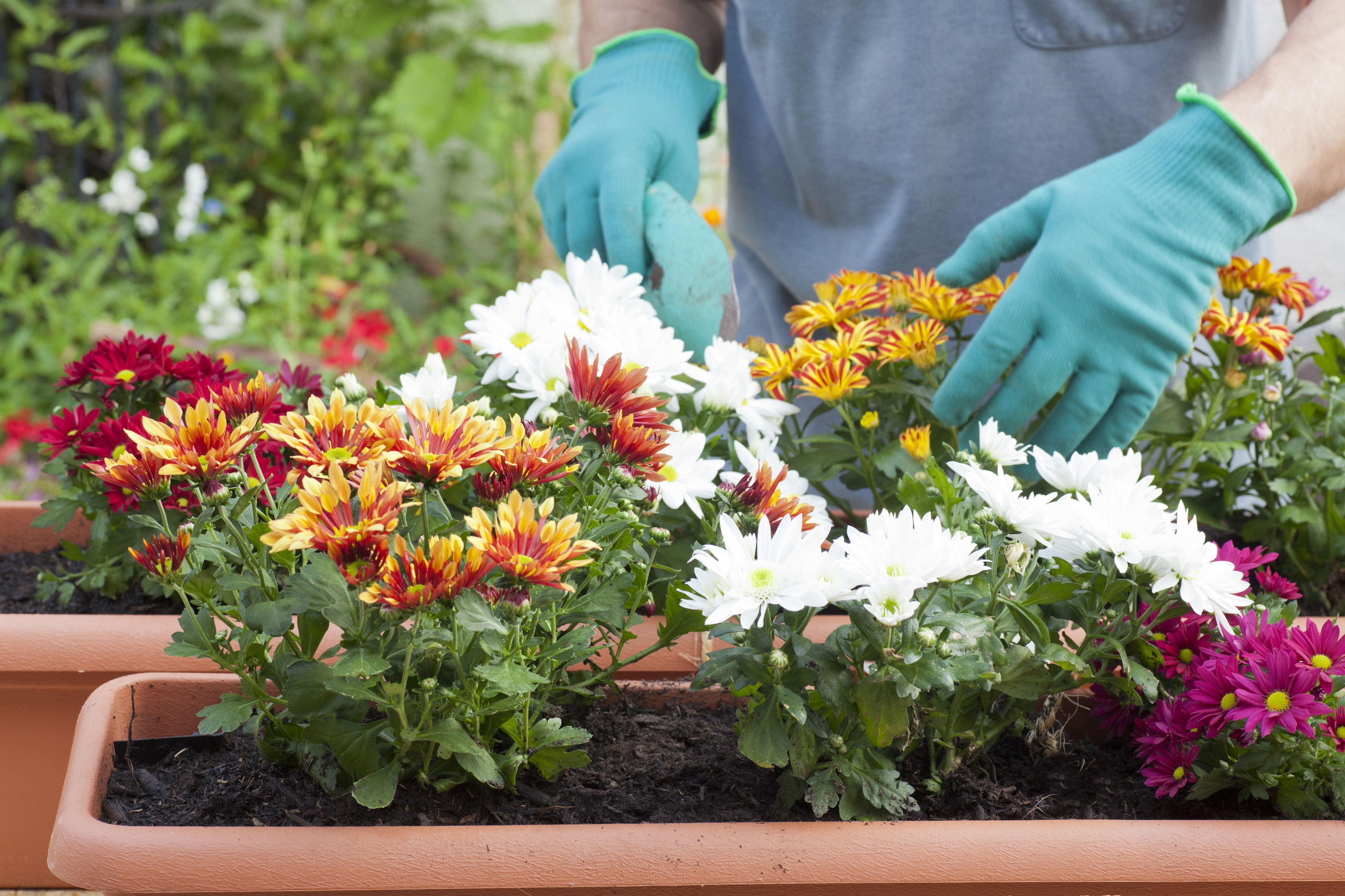 three stunning flowering plants perfect for beginner gardeners