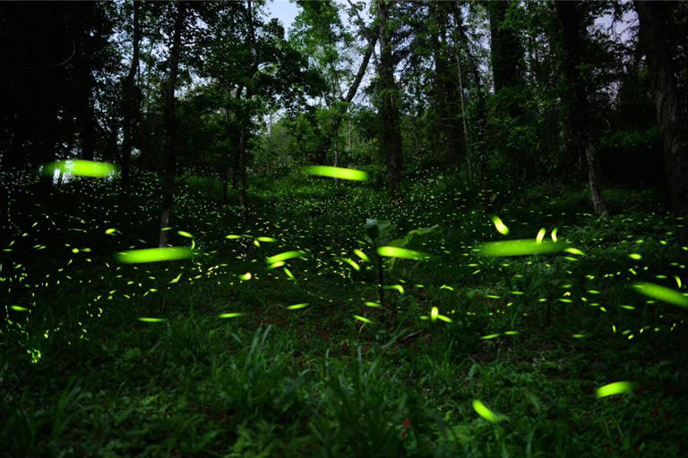 東勢林場年度盛事—「螢火蟲季」已經開跑，預估清明連假將大爆發。（東勢林場提供）