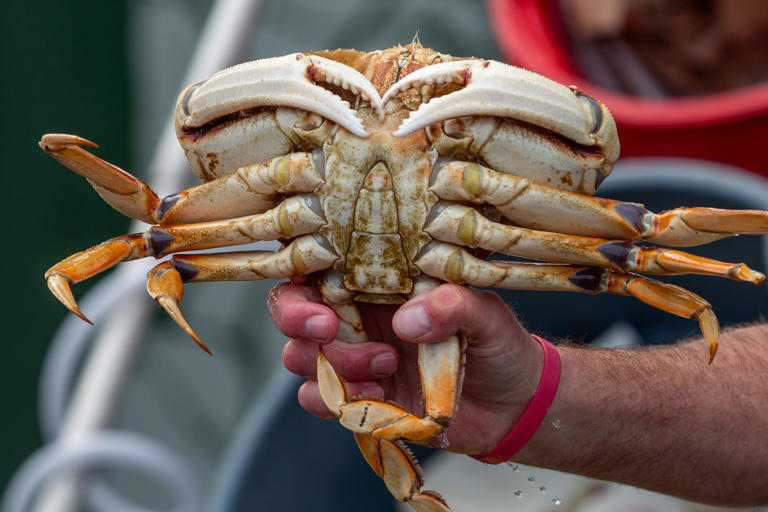 Dungeness crab season in San Francisco Bay Area, Central Coast will