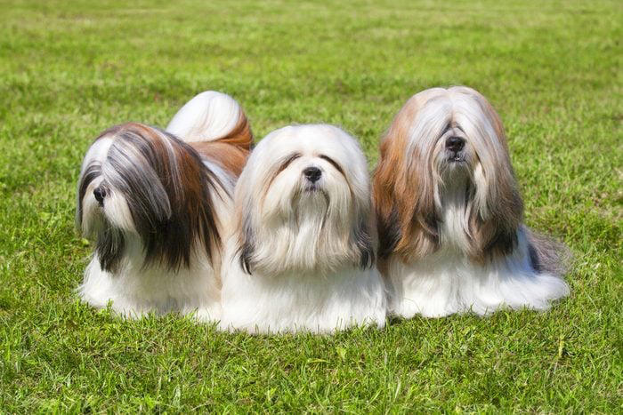 16 Long-Haired Dog Breeds with Enviable Flowing Locks