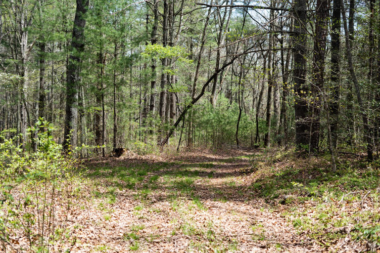 Asheville-area 100% affordable senior housing development approved by ...