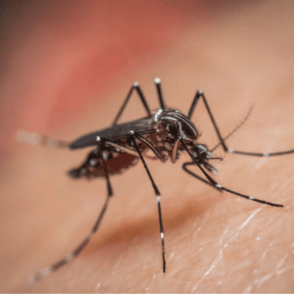 10 recomendaciones a tener en cuenta frente al aumento de casos de dengue