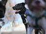 In wake of canine respiratory disease outbreak, Colorado bill targets pet facilities<br><br>
