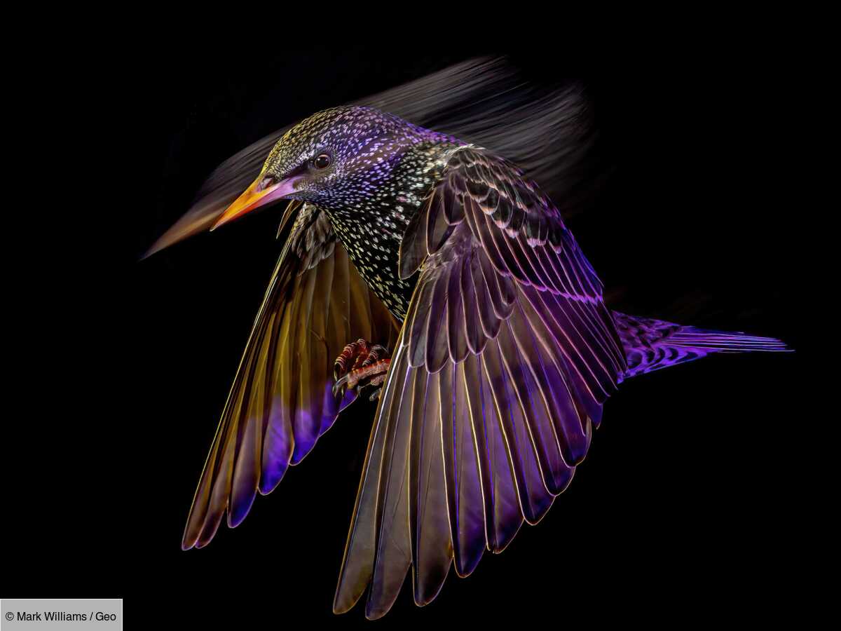 découvrez les plus belles photos des british wildlife photography awards de 2024