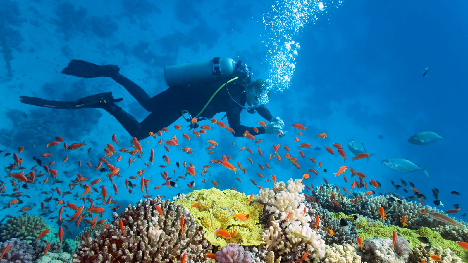 <p>Are you looking for the next best place to scuba dive? Your next underwater paradise is waiting for you! Scuba diving is one of the best things to do while traveling. It allows you to explore places you could never see if you weren’t a scuba diver.</p> <p>There are so many incredible places to scuba dive that it can almost feel overwhelming to choose the place you will visit next. That’s why I’ve narrowed it down to the top 10 scuba diving locations around the world so you can choose your next vacation spot a little easier.</p>