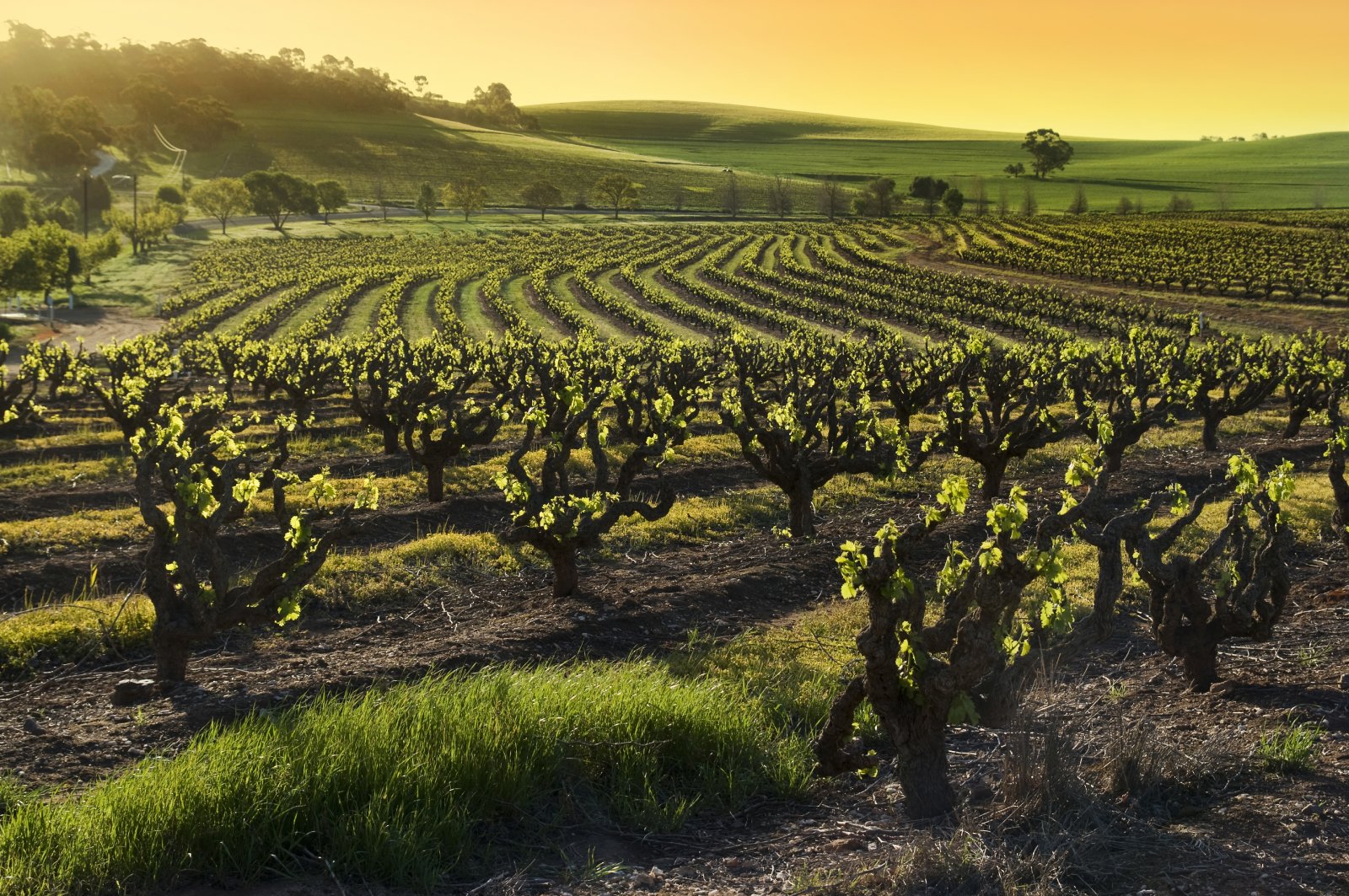 <p class="wp-caption-text">Image Credit: Shutterstock / hddigital</p>  <p><span>The Barossa Valley, just an hour’s drive from Adelaide, is one of Australia’s oldest and most renowned wine regions. Home to over 150 wineries and cellar doors, the area is celebrated for its Shiraz, among other varietals. The Barossa Valley combines its wine heritage with a burgeoning food scene, featuring farm-to-table dining, artisanal cheese, and locally sourced produce. The landscape is characterized by rolling hills, vineyard vistas, and historic towns, making it a picturesque and indulgent getaway.</span></p>