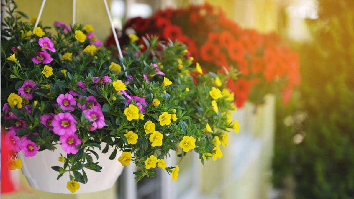 greenhouse & nursery shares 2 surefire ways to keep hanging basket plants thriving