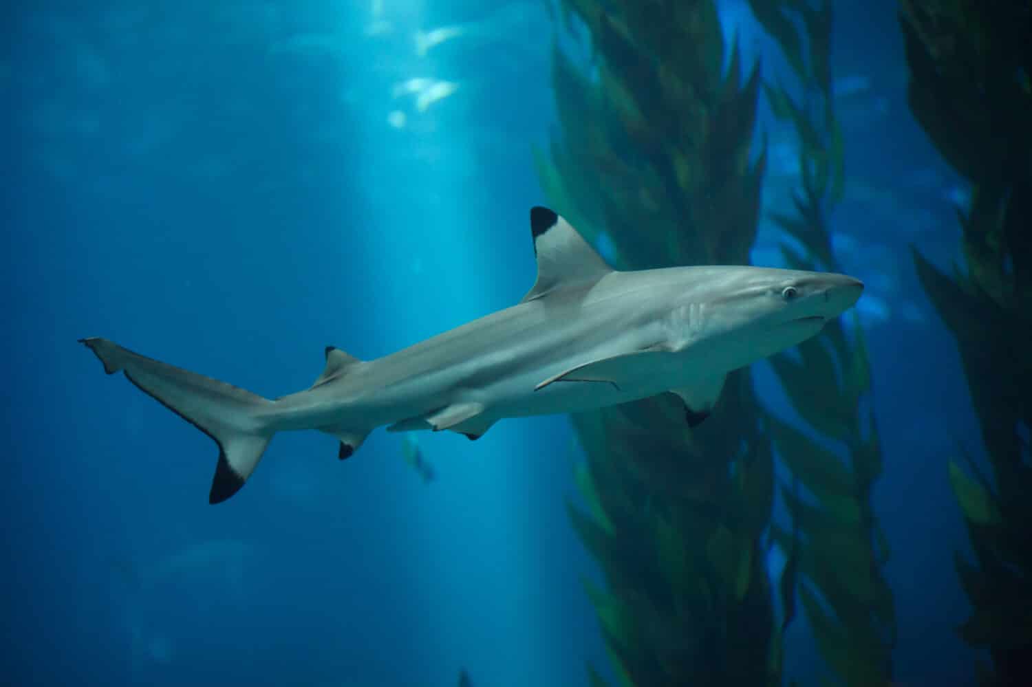 These Are the 5 Colors That Attract Sharks