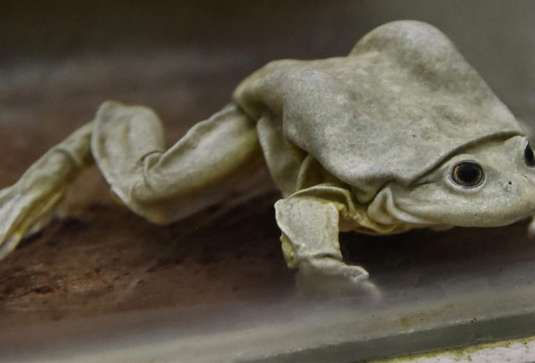 Can you guess where the scrotum frog gets its nickname? (Picture: Getty)