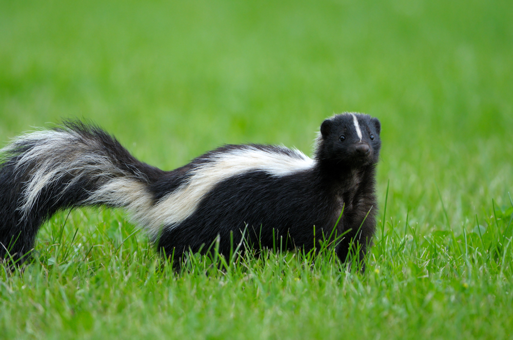 15 Not-So-Stinky Facts About Skunks