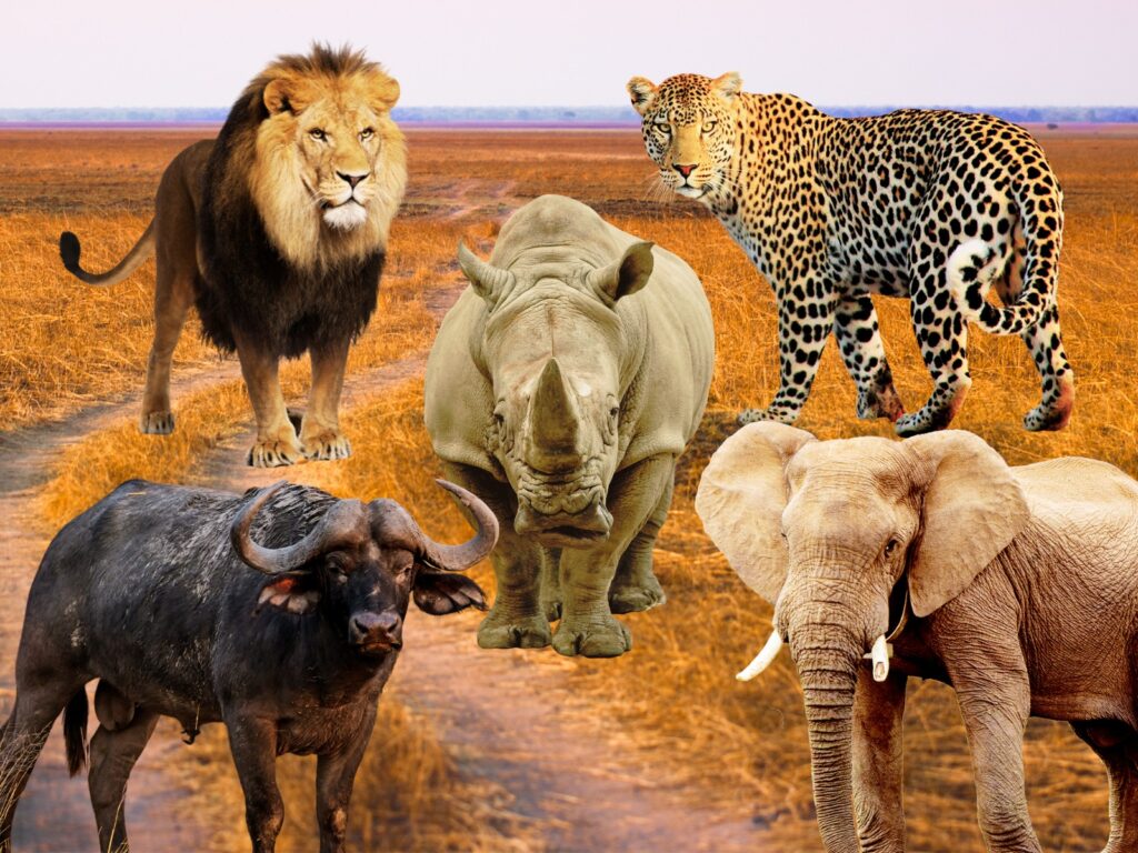 <p>This <a href="https://ecolodgesanywhere.com/big-5-animals-africa/">Big 5 Animals</a> article shows you information about the big five animals of Africa with facts and data on where you can actually see them. Many recent studies reported estimated population numbers which can give you a better understanding of what to expect to see on a safari tour in Africa.</p>