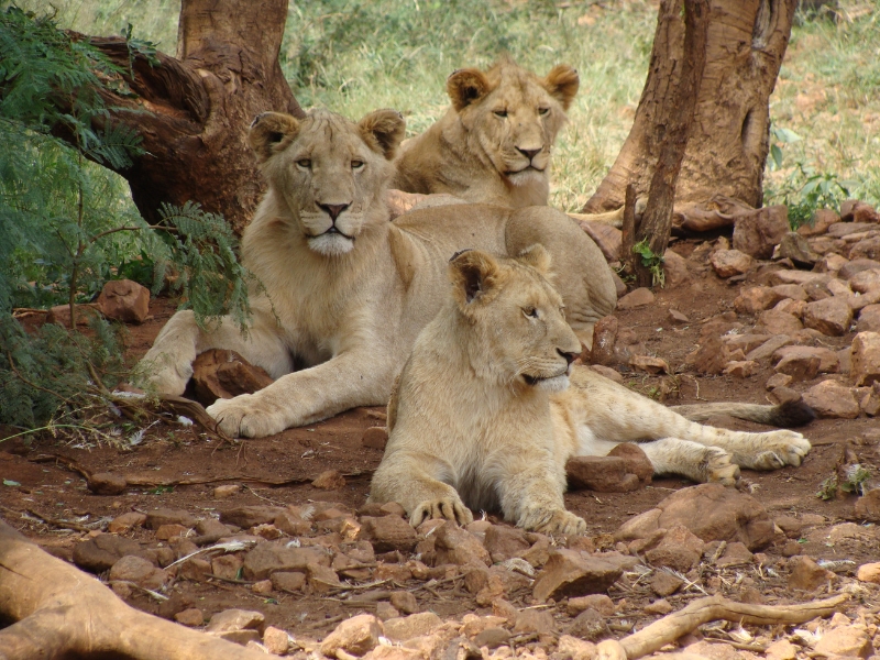 <p>Tanzania, in particular, stands out when it comes to lions in Africa. This <a href="https://ecolodgesanywhere.com/tanzania-lions-conservation/"><strong>Lion Conservation in Tanzania</strong></a> article delves into the challenges the lions are facing, the importance of their conservation, and the efforts being made by BornWild and other organizations to ensure their survival and harmony with human communities.</p>