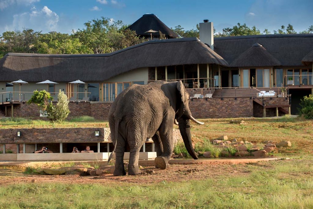 <p>Mhondoro Safari Lodge & Villa is one of the most eco-friendly safari lodges in South Africa. They are completely off-grid, with over 600 solar panels used to power the property. They’ve also reduced single-use plastics by nearly 100% and only use eco-friendly chemicals. Not only that, but the lodge also has a water purification system.</p>