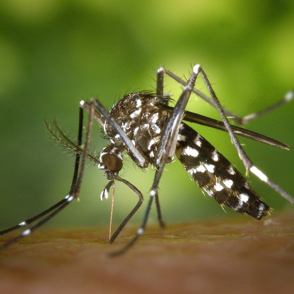 dengue récord: cómo está la situación ahora y cuántos casos hay