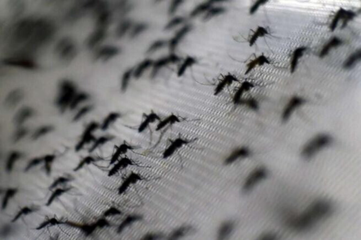 sospetto caso di dengue a brescia, al via disinfestazione