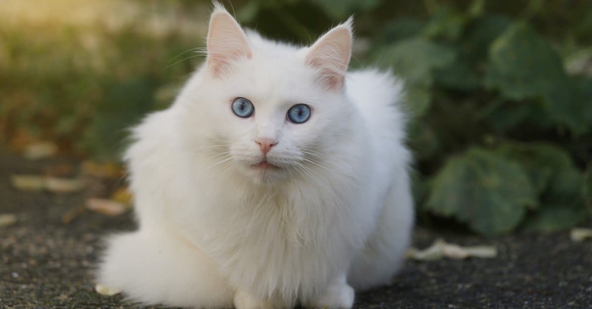 Turkish Angora
