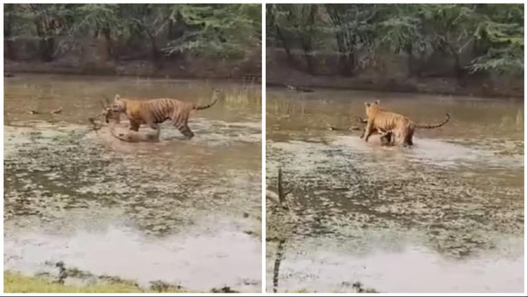 Tiger spotted with a fresh kill in 'rare sighting' at Ranthambore National Park