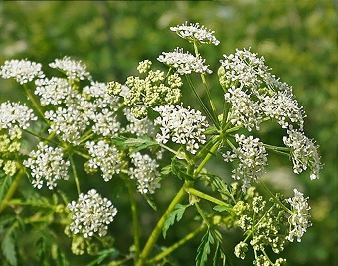 What is poison hemlock? What to know about this pretty but deadly plant